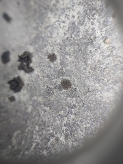 Scytinium schraderi