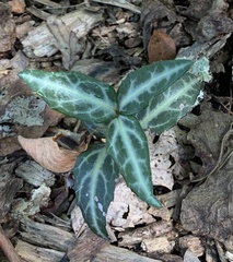 Chimaphila maculata
