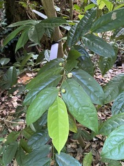 Anaxagorea javanica