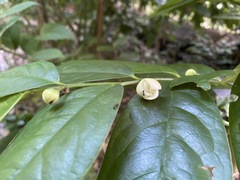 Anaxagorea javanica