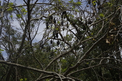 Pteropus alecto