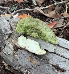 Trametes