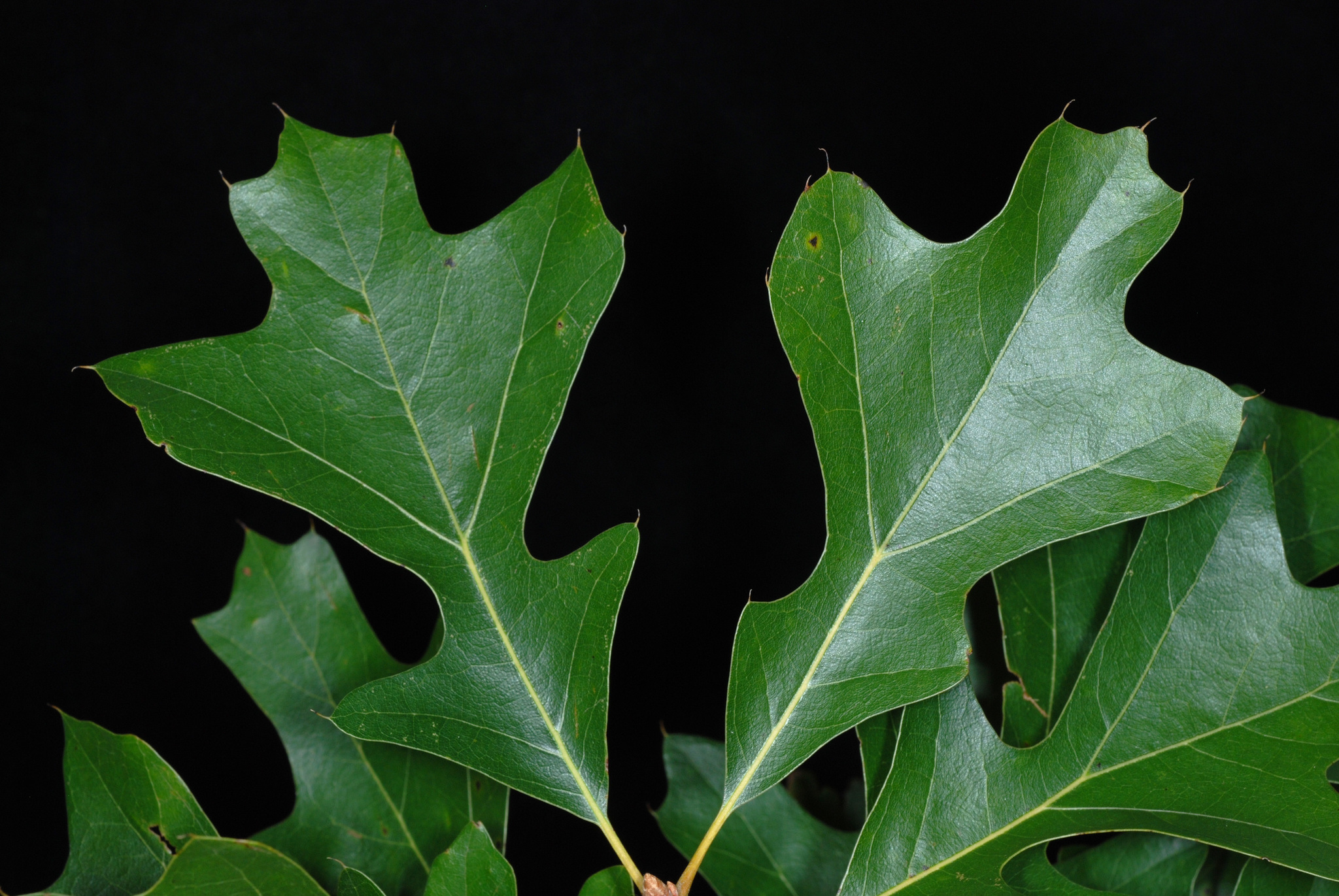 Quercus X garlandensis