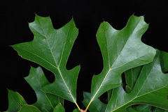 Quercus × garlandensis