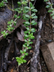 Galium hypocarpium