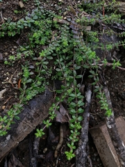 Galium hypocarpium