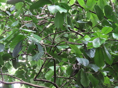 Syzygium malaccense