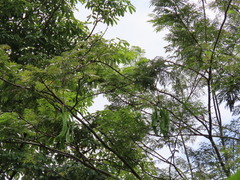Parkia speciosa