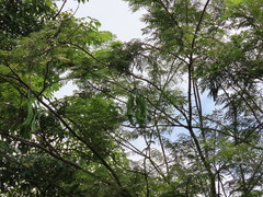 Parkia speciosa