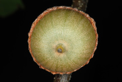 Quercus × garlandensis