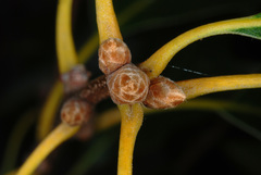 Quercus × garlandensis