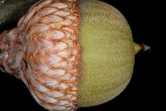 Quercus × garlandensis