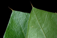 Quercus × garlandensis
