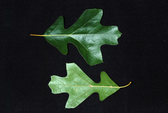 Quercus × garlandensis