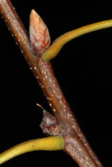 Quercus × garlandensis