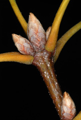 Quercus × garlandensis