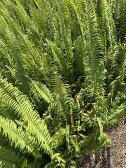 Nephrolepis exaltata