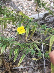 Oenothera villosa strigosa