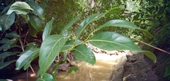 Nectandra