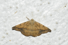 Patalene olyzonaria