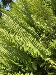 Nephrolepis exaltata