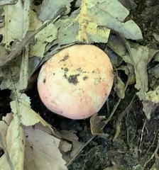 Russula