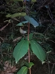 Hydrangea serratifolia