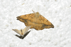 Patalene olyzonaria