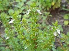 Teucrium cubense