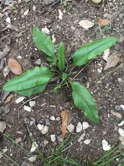 Salvia pentstemonoides