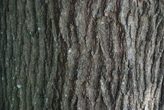 Quercus × garlandensis