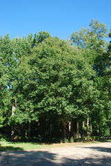 Quercus × garlandensis