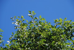 Quercus × garlandensis