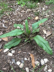 Salvia pentstemonoides