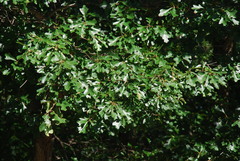 Quercus × garlandensis