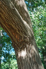 Quercus × garlandensis