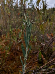 Andromeda polifolia latifolia