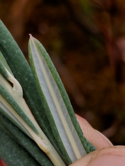 Andromeda polifolia latifolia