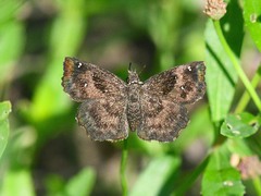 Staphylus hayhurstii