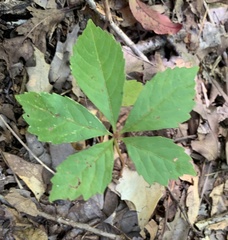 Parthenocissus quinquefolia