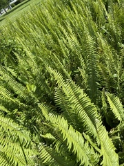 Nephrolepis exaltata