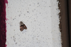 Cobubatha lixiva