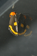 Chrysoecia morga
