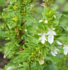 Teucrium cubense