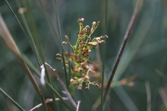 Juncus acutus acutus
