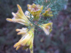 Petrophile serruriae