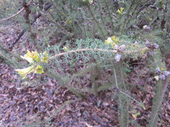 Petrophile serruriae