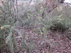 Petrophile serruriae