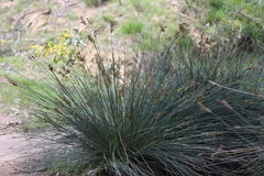 Juncus acutus acutus