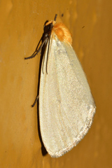 Chrysoecia thoracica